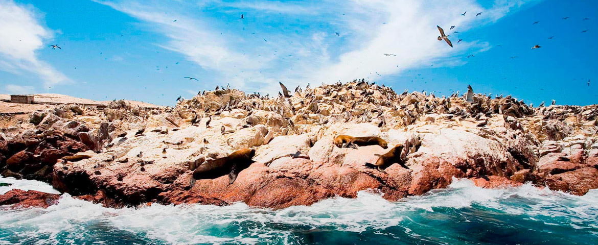 Ica & Ballestas + RNP